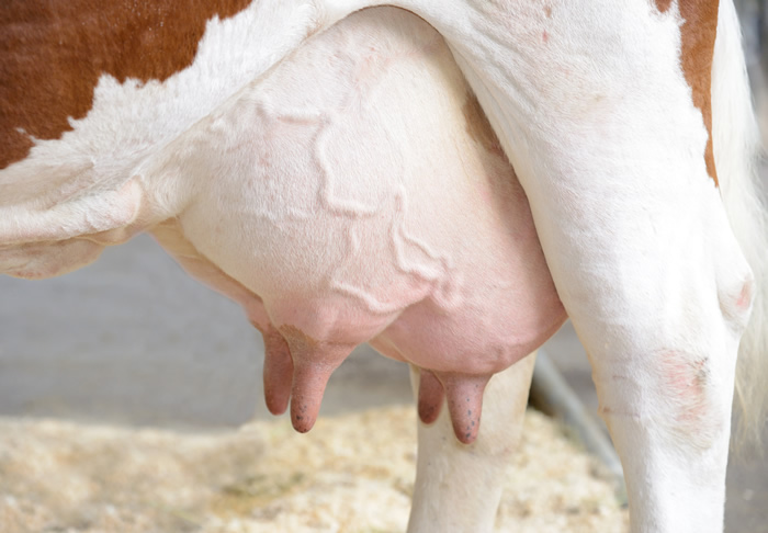 Mikrobiologie für die Landwirtschaft