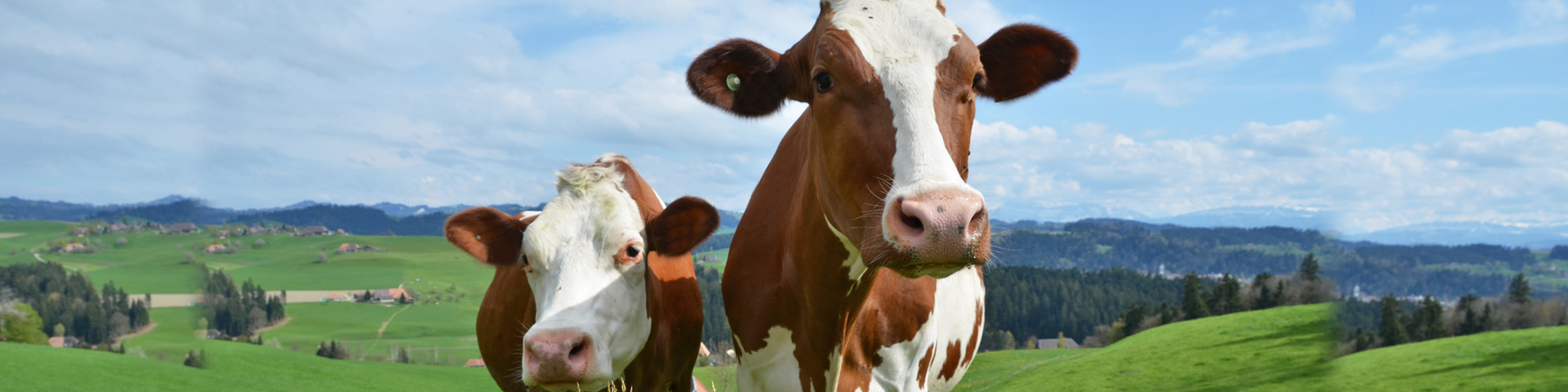 Reinigungs- und Desinfektionsmittel für die Landwirtschaft